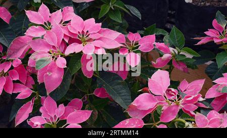 Pinke Poinsettia mit leuchtenden Blüten und grünen Blättern, eine saisonale Blumenschönheit Stockfoto