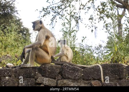 Affe mit Baby in Daulatabad, Maharashtra, Indien Stockfoto