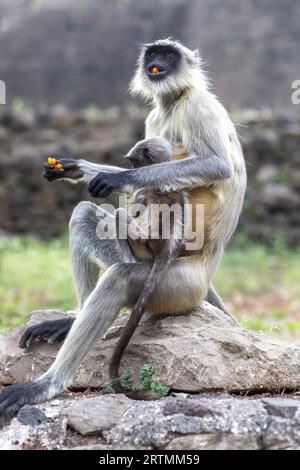 Affe mit Baby isst süß in Daulatabad, Maharashtra, Indien Stockfoto