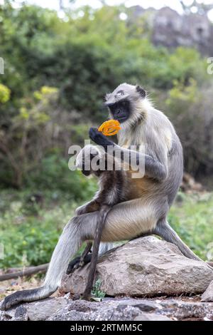 Affe mit Baby isst süß in Daulatabad, Maharashtra, Indien Stockfoto