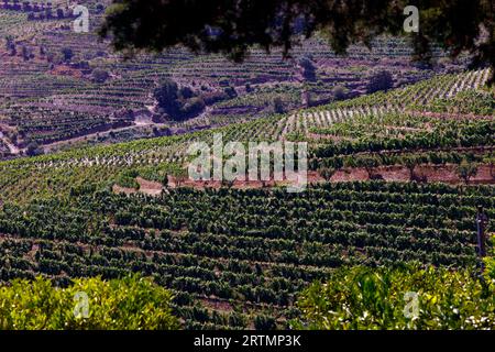 Weinberge im Douro-Tal im Herzen der Weinregion Alto Douro. Portugal. Stockfoto