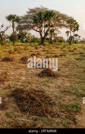 Geerntete Erdnusspflanzen außerhalb von Ndangane, Senegal Stockfoto