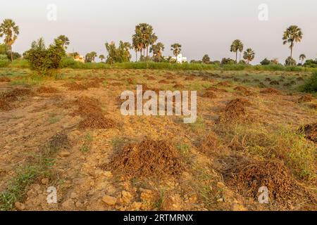 Geerntete Erdnusspflanzen außerhalb von Ndangane, Senegal Stockfoto