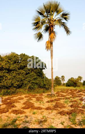 Geerntete Erdnusspflanzen außerhalb von Ndangane, Senegal Stockfoto