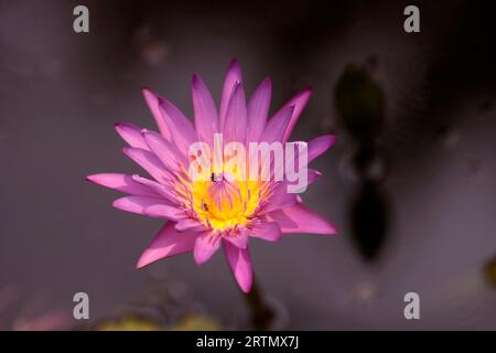 Rosa Lotusblüte mit Knospe im Teich. Stockfoto
