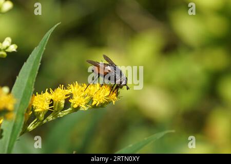 Peleteria rubescens. Unterfamilie Tachininae. Stamm Tachinini. Familie Tachinidae. Blühender kanadischer Goldrute (Solidago canadensis) niederländischer Garten. Stockfoto