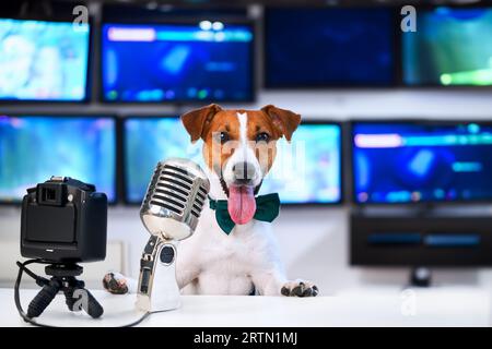 Der Hundesportler Jack Russell Terrier vor einem Mikrofon und einer Kamera, streamt in einem Videostudio und nimmt einen Podcast auf Stockfoto