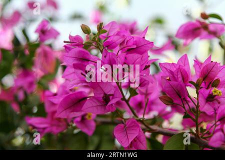 Ein Nahbild der violetten Bougainvillea. Stockfoto