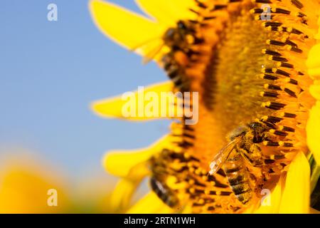 Biene auf Sonnenblume: Nahaufnahme im selektiven Fokus Stockfoto