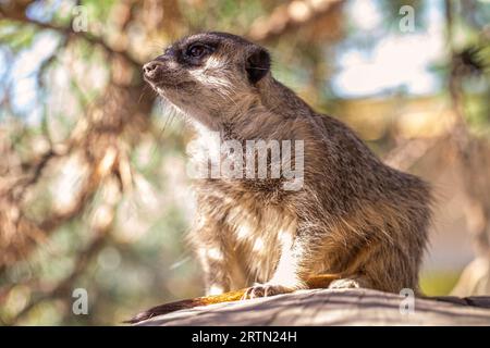 Begegnung mit Wildtieren: Suricate, die auf einem Holzbalken ruht Stockfoto