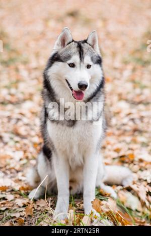 Vertikales Porträt eines Huskys im Herbstwald. Der Hund sitzt mit ausgestreckter Zunge, macht eine Pause von einem Spaziergang und will Wasser. Reisen Stockfoto