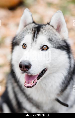 Nahaufnahme eines Husky-Hundes. Das Haustier ist glücklich, lächelt und sticht aus seiner rosafarbenen Zunge. Nördliche Hunde. Reisen, mit Tieren durch den spazieren gehen Stockfoto