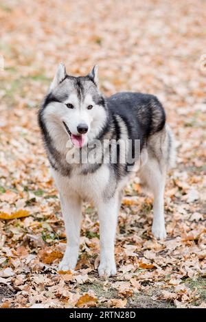 Vertikales Porträt eines Huskys im Herbstwald. Der Hund steht mit ausgestreckter Zunge, macht eine Pause von einem Spaziergang und will Wasser. Trave Stockfoto