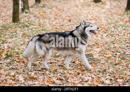 Husky läuft im Herbstwald zwischen den Bäumen. Der Hund hat sich die Zunge rausgestreckt, draußen trainiert. Rahmen in Bewegung. Reisen Sie mit Haustieren aus der Stadt. Tonne Stockfoto