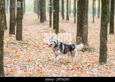 Husky läuft im Herbstwald zwischen den Bäumen. Der Hund hat sich die Zunge rausgestreckt, draußen trainiert. Rahmen in Bewegung. Reisen Sie mit Haustieren aus der Stadt. Tonne Stockfoto