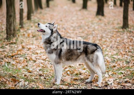 Husky läuft im Herbstwald zwischen den Bäumen. Der Hund hat sich die Zunge rausgestreckt, draußen trainiert. Rahmen in Bewegung. Reisen Sie mit Haustieren aus der Stadt. Tonne Stockfoto