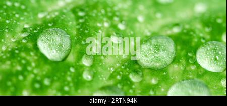 Dewy Aloe Vera Nahaufnahme Hintergrund. Macro Shot Wassertropfen auf Aloe Vera Blatt. Stockfoto