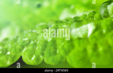 Frisches Blatt mit Regentropfen. Wassertropfen auf grünem Blatt. Schönheitskonzept. Stockfoto