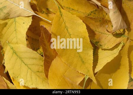 Farbenfroher Herbstteppich aus umgestürzten Waldblättern. Stockfoto