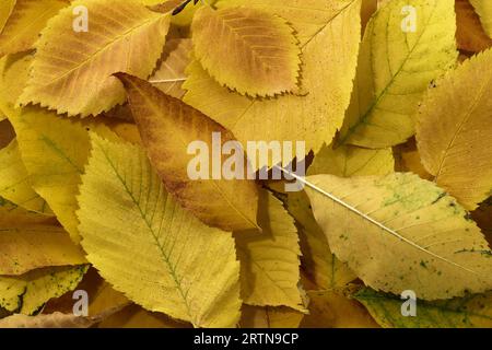 Gelbe Herbstblätter in einem schönen Garten. Stockfoto