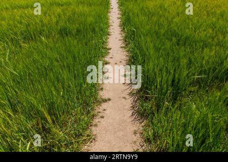 Wanderweg in einem Gerstenfeld, Tschechische Republik Stockfoto