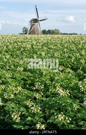 Traditionelle niederländische Windmühle hinter einem blühenden Kartoffelfeld im Sommer. Bild mit selektivem Fokus. Stockfoto