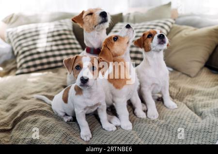 Eine Gruppe lustiger Hunde liegt und sitzt in einem Bett. Vier Jack Russell Terrier-Hunde schauen auf die Kamera. Stockfoto