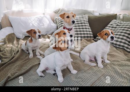 Eine Gruppe lustiger Hunde liegt und sitzt in einem Bett. Vier Jack Russell Terrier-Hunde schauen auf die Kamera. Stockfoto