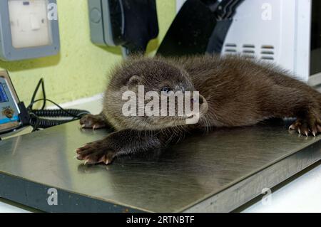 Eurasischer Otter (Lutra lutra) 8 Wochen altes Jungtier wird gewogen. Stockfoto