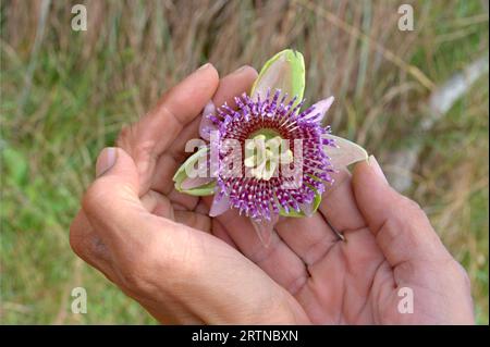 Passionsfrucht Blüte in den Händen - Nahaufnahme der Passionsfrucht Blume - Passiflora Purple lililikoi Stockfoto