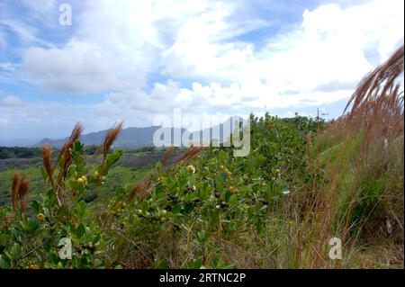 Panoramaaussicht über Kalalau Valley, Kauai, Hawaii - Vereinigte Staaten von Amerika Stockfoto