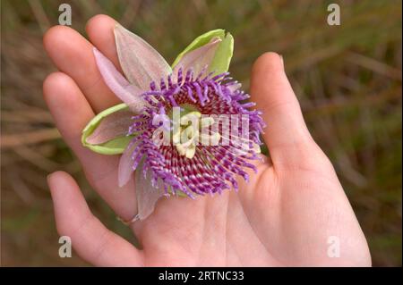 Passionsfrucht Blüte in den Händen - Nahaufnahme der Passionsfrucht Blume - Passiflora Purple lililikoi Stockfoto