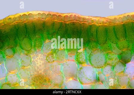 Das Bild zeigt Palisade Mesophyll in hyacinthus-Blatt (transversaler Querschnitt), das durch das Mikroskop in polarisiertem Licht bei einer Magne fotografiert wurde Stockfoto