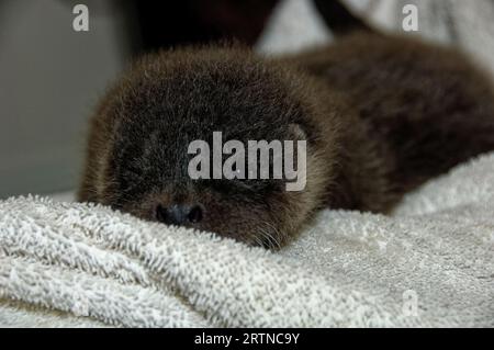 Eurasischer Otter (Lutra lutra) 5 Wochen altes Junges mit offenem Auge. Stockfoto