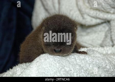 Eurasischer Otter (Lutra lutra) 5 Wochen altes Junges mit offenem Auge. Stockfoto