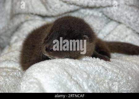 Eurasischer Otter (Lutra lutra) 5 Wochen altes Junges mit offenem Auge. Stockfoto