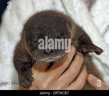 Eurasischer Otter (Lutra lutra) 5 Wochen altes Junges mit offenem Auge. Stockfoto