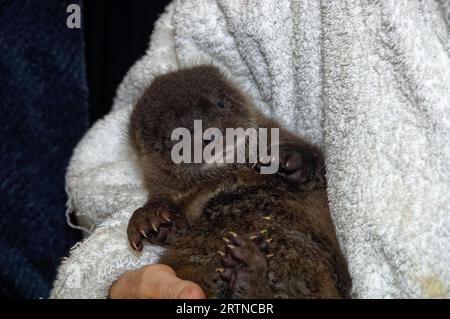 Eurasischer Otter (Lutra lutra) 5 Wochen altes Junges mit offenem Auge. Stockfoto