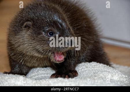 Eurasischer Otter (Lutra lutra) 8 Wochen altes Junges ruht, gähnt. Stockfoto