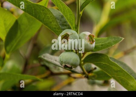 Unreife Früchte der nördlichen Heidelbeere (Vaccinium corymbosum) Stockfoto