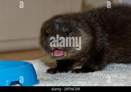 Eurasischer Otter (Lutra lutra) 8 Wochen altes Junges mit offenem Mund. Stockfoto