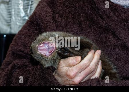 Eurasischer Otter (Lutra lutra) 8 Wochen altes Junges ruht, gähnt. Stockfoto