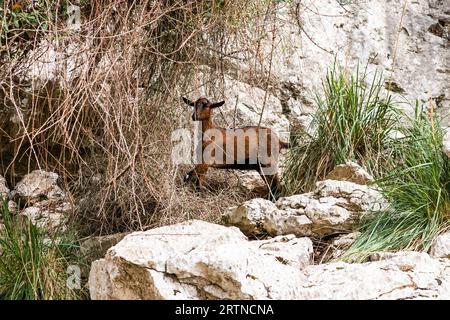 Bergziegen auf steilen Klippen oder Steinmauern. Braune Ziege Stockfoto