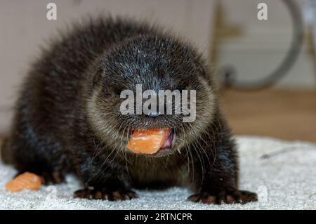 Eurasischer Otter (Lutra lutra) 6 Wochen altes Jungtier, das Fisch isst. Stockfoto