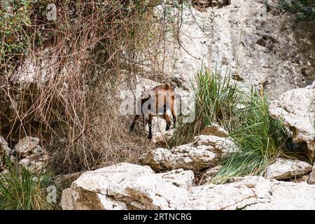 Bergziegen auf steilen Klippen oder Steinmauern. Braune Ziege Stockfoto