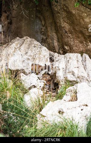 Bergziegen auf steilen Klippen oder Steinmauern. Braune Ziege Stockfoto