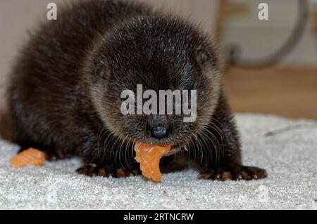 Eurasischer Otter (Lutra lutra) 6 Wochen altes Jungtier, das Fisch isst. Stockfoto