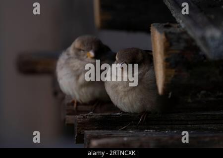 Zwei junge Spatzen, die auf dem Zaun sitzen prächtige Passer domesticus Familie Passeridae Gattung Passer Haus Spatzen wilde Natur Vogelfotografie, Bild Stockfoto