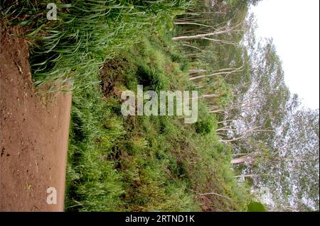 Panoramaaussicht über Kalalau Valley, Kauai, Hawaii - Vereinigte Staaten von Amerika Stockfoto