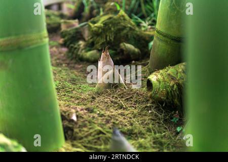 Bambussprossen, die aus der Erdung zwischen großen Bambusstielen hervorgehen Stockfoto